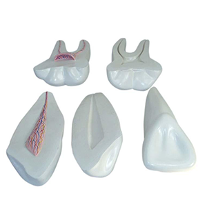 Expansion Model of Human Teeth